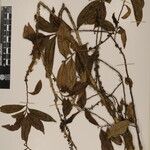 Eurya cerasifolia 其他