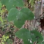 Passiflora lutea Leaf