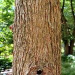 Maclura tricuspidata Bark