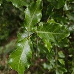 Pittosporum tenuifolium Leaf