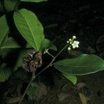 Esenbeckia grandiflora 形态