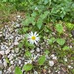 Leucanthemum ircutianum Květ