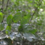Geobalanus riverae Leaf