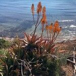 Aloe brevifolia Lorea