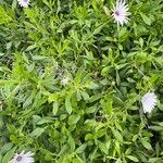 Dimorphotheca fruticosa Kukka