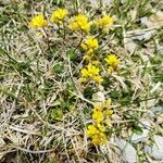 Draba aizoides Агульны выгляд