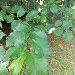 Ulmus carpinifolia Feuille