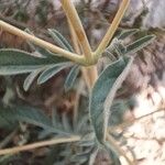Lomelosia argentea Liść
