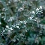 Artemisia frigida Květ