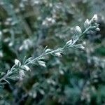 Artemisia frigida Blüte