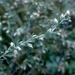 Artemisia frigida 花