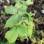 Rubus idaeusFrunză