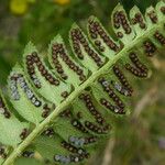 Polystichum lonchitis Плод