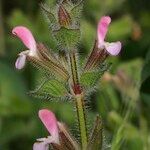 Salvia viridis Flower