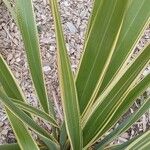 Phormium tenax Feuille