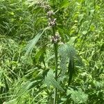 Leonurus quinquelobatus Flor