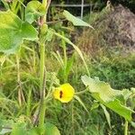 Abutilon hirtum Blad