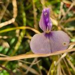Vigna frutescens Blüte