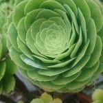 Aeonium aureum Φύλλο