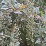 Physocarpus opulifolius List