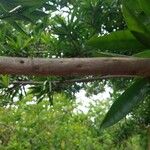 Pouteria campechiana 樹皮