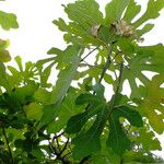 Ficus carica Lapas