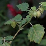 Physalis pubescens عادت داشتن