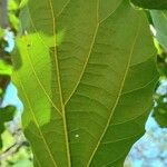 Cordia dichotoma 葉