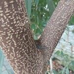 Ficus binnendykii പുറംതൊലി