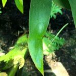 Zamia lacandona Habit