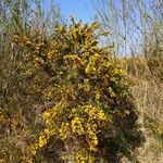 Ulex europaeus आदत