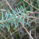 Euphorbia seguieriana Leaf