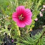 Malva trimestris Blomma