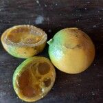 Pouteria caimito Fruit