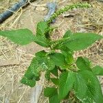 Amaranthus viridisFlower