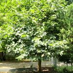 Diospyros kaki Habit
