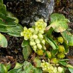 Azorella biloba Flower