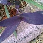 Tradescantia pallida List
