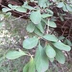 Ehretia amoena Hoja