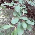 Ehretia amoena Leaf