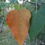 Croton urucurana Leaf