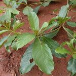 Terminalia ivorensis Yaprak