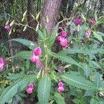 Impatiens glanduliferaBlomst