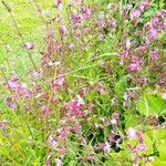 Silene pendulaFlower