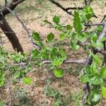 Commiphora africana 葉