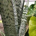 Sansevieria zeylanica ഇല