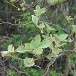 Rhoicissus tridentata Leaf