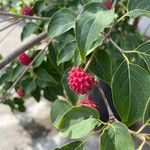 Cornus kousaफल