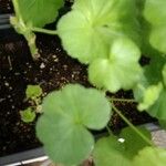 Pelargonium spp. Leaf