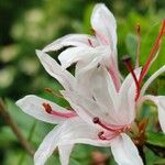 Rhododendron canadense Flor